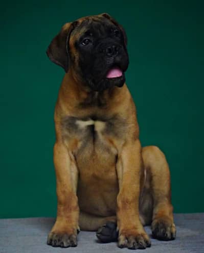 VERY HIGH QUALITY BULL MESTIFF PUPPY AVAILABLE FOR SALE