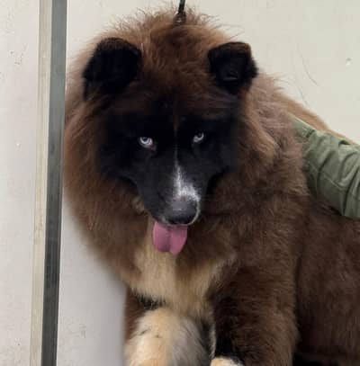 VERY RARE SIBIREAN HUSKY PUPPY AVAILABLE