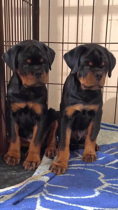 EUROPEAN PUNCH FACE ROTTWELLER PUPPIES AVAILABLE