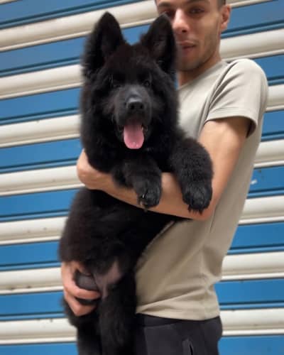 OUTSTANDING QUALITY BLACK GERMAN SHEHPERD PUPPY FOR SALE
