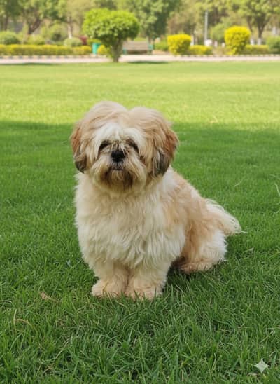 shitzu top quality pedigree bloodline stud male available for sale