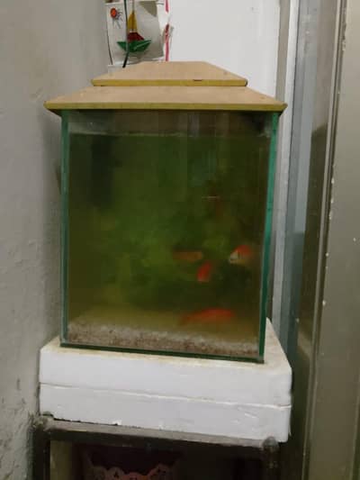 aquarium for sale