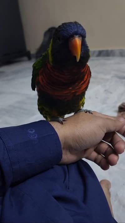 lorry pair and sun conure pair available