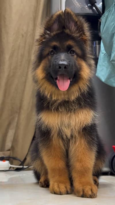 HIGH CLASS GERMAN SHEHPERD BLACK & TAN PUPPY FOR SALE