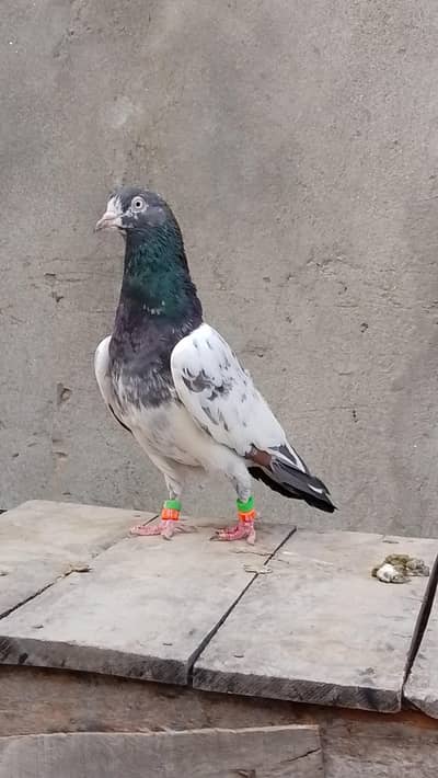 tadi nar yarkani eyes