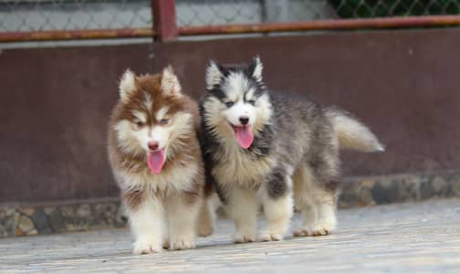 SUPERB QUALITY SIBIREAN HUSKY PUPPY AVAILABLE