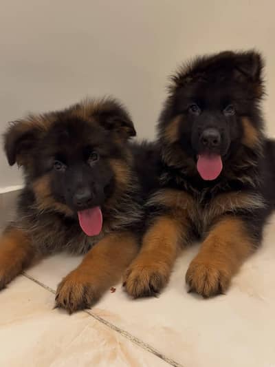 SUPERB QUALITY GERMAN SHEHPERD PUPPIES PAIR AVAILABLE FOR SALE