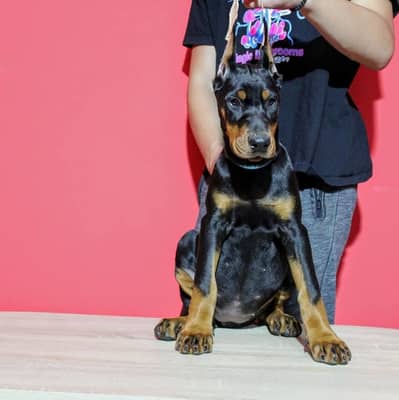 EUROPEAN DOBERMAN PUPPY AVAILABLE