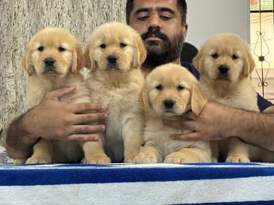 AMERICAN GOLDEN RETRIEVER PUPPIES AVAILABLE FOR SALE