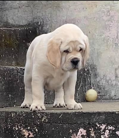 BRITISH LABRADOR PUPPY AVAILABLE FOR SALE