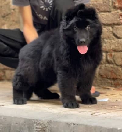 RARE BLACK GERMAN SHEHPERD PUPPY AVAILABLE FOR SALE