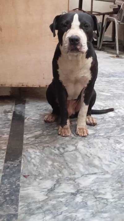 Pitbull breeder pair