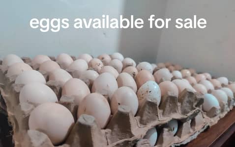 Plymouth rock Australorp 