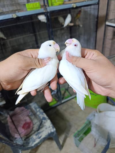 albino/ino love birds breeder pair
