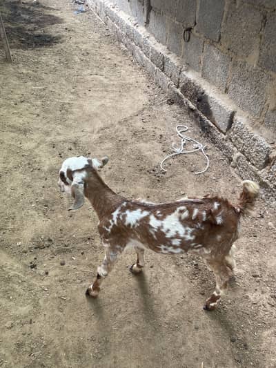 Bakri Goat Kid
