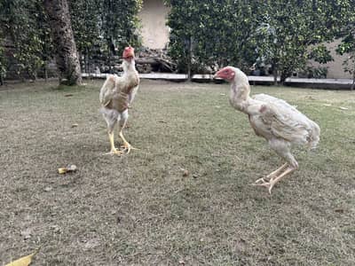 White Shamo German Pair