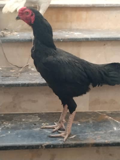 Aseel Morga 4000 hazar ka he morgi 2000 ki 03133063586