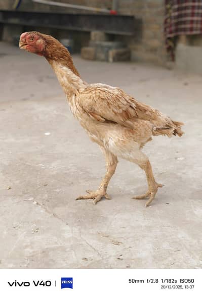 Indian Parrot Beek Aseel |SHAMU|