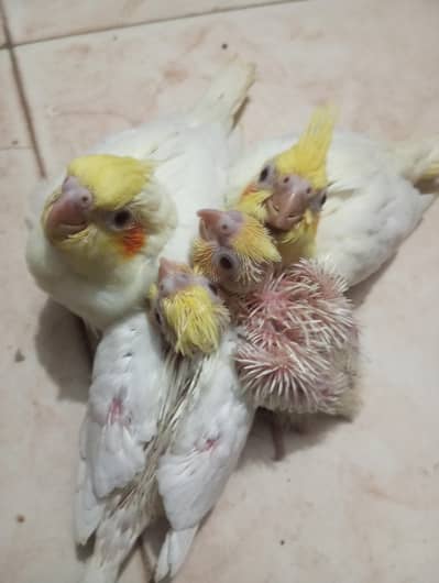 cocktail common white red eyes cheeks