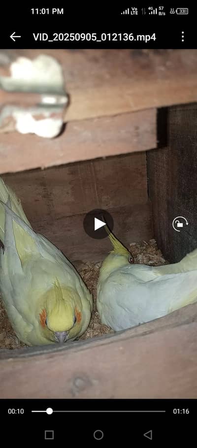 Cocktail breeder pair