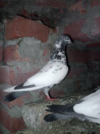 kanto wali teddy female