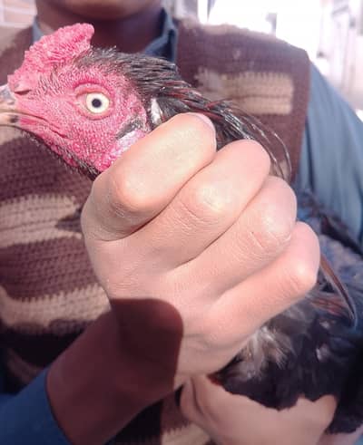 lakha colour aseel lassani MashaAllah sa ank bilkul safad ha