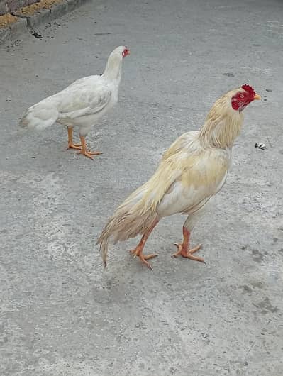 Aseel hira for sale home breeding