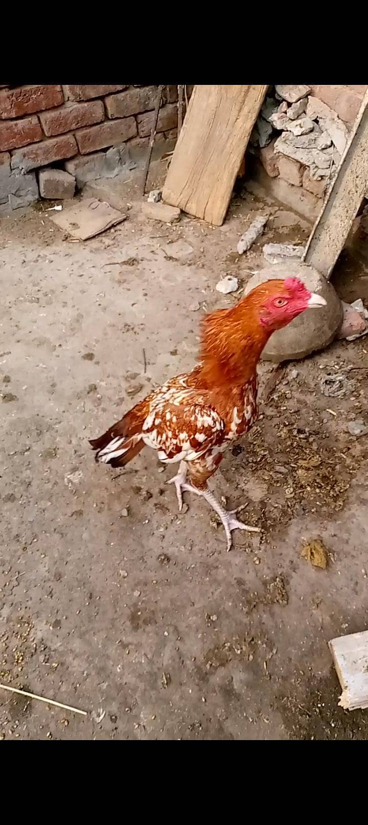 ماشاءاللہ 3 ہائی کوالٹی پٹھے 110 فیصد گارنٹی 0