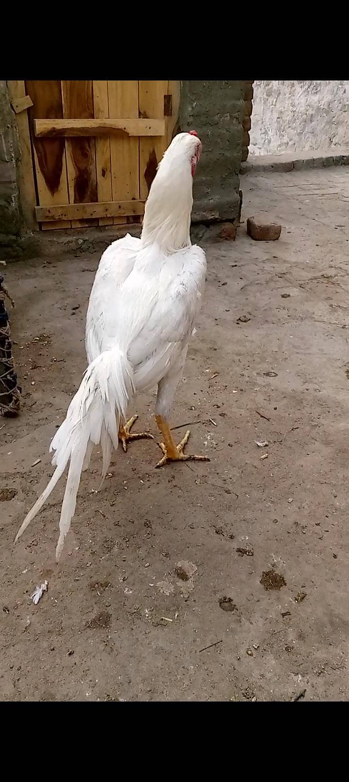 ماشاءاللہ 3 ہائی کوالٹی پٹھے 110 فیصد گارنٹی 1