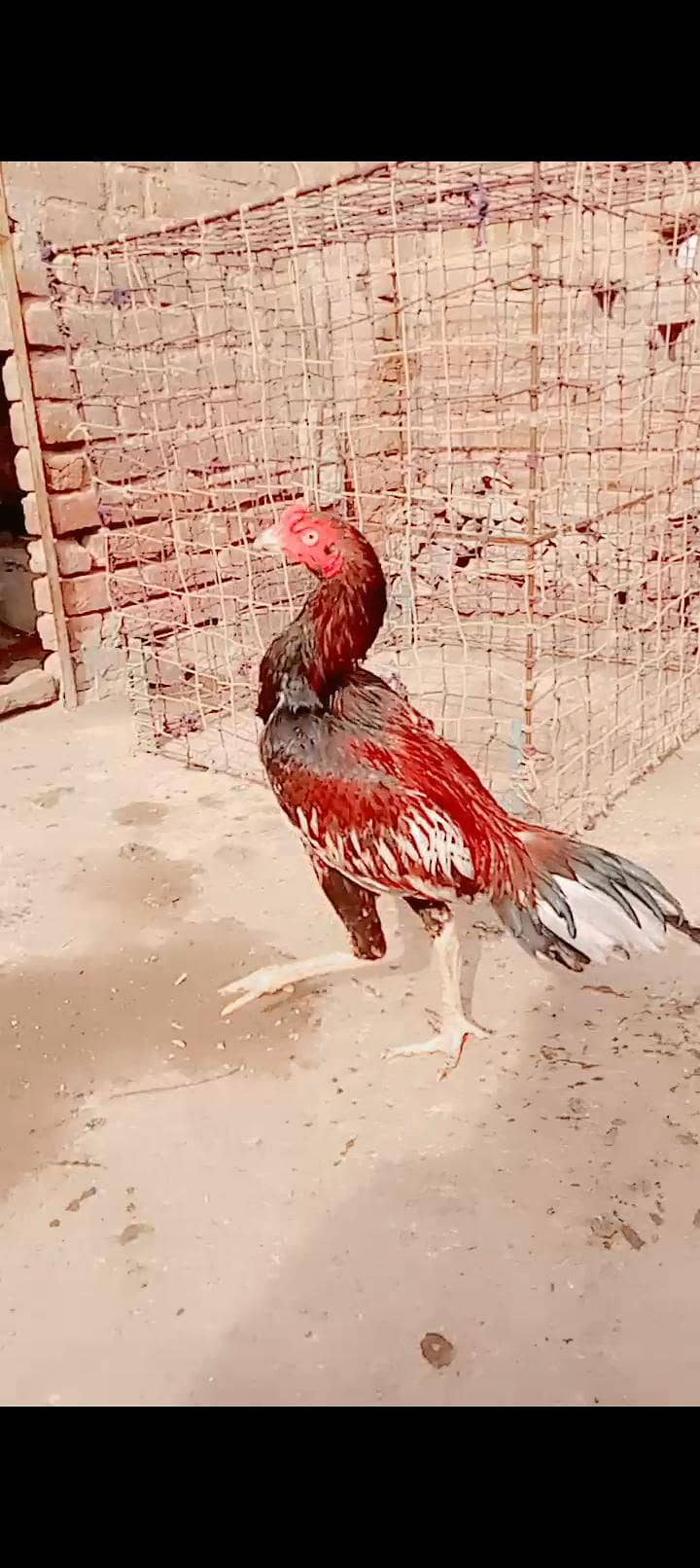 ماشاءاللہ 3 ہائی کوالٹی پٹھے 110 فیصد گارنٹی 2