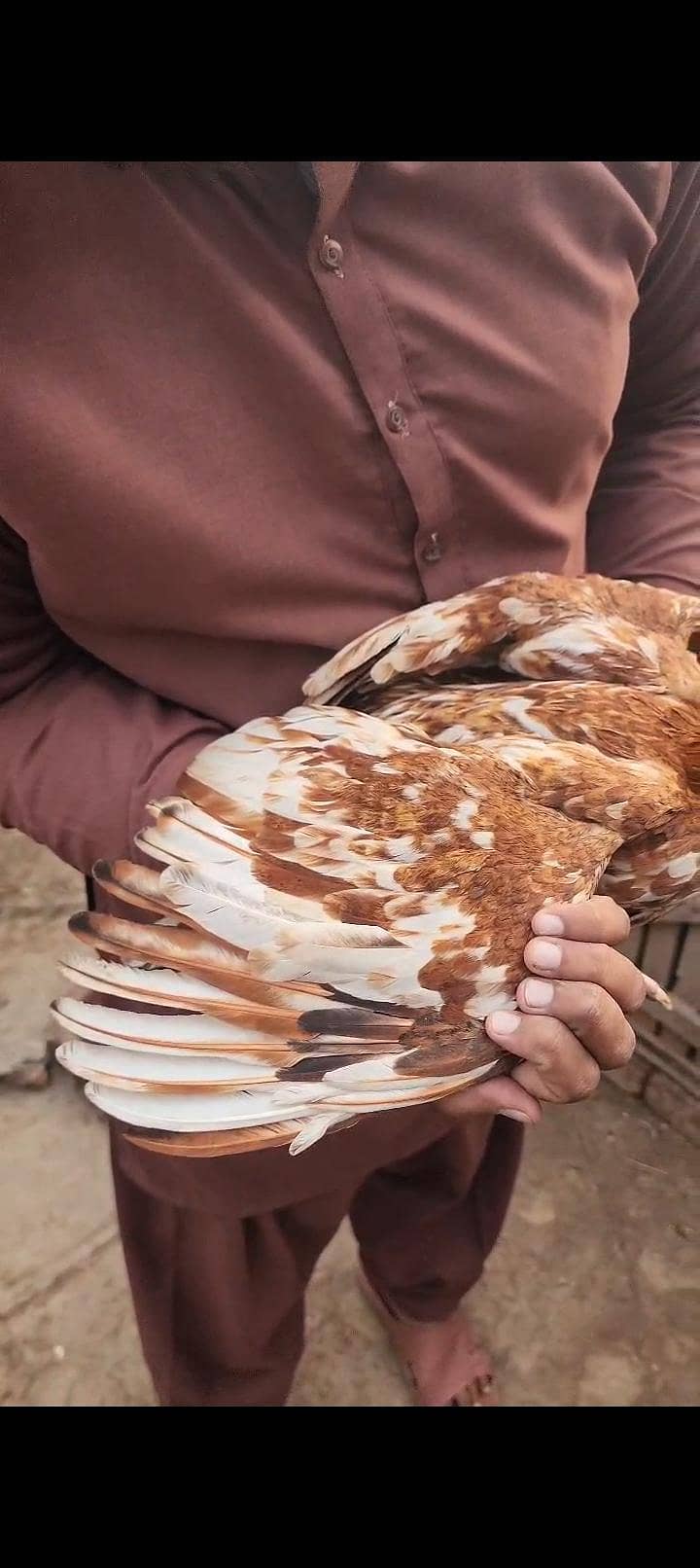 ماشاءاللہ 3 ہائی کوالٹی پٹھے 110 فیصد گارنٹی 3