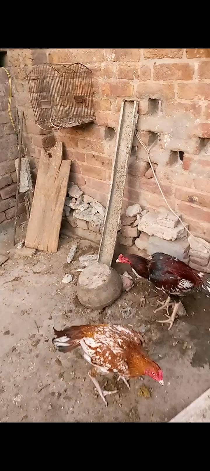 ماشاءاللہ 3 ہائی کوالٹی پٹھے 110 فیصد گارنٹی 4