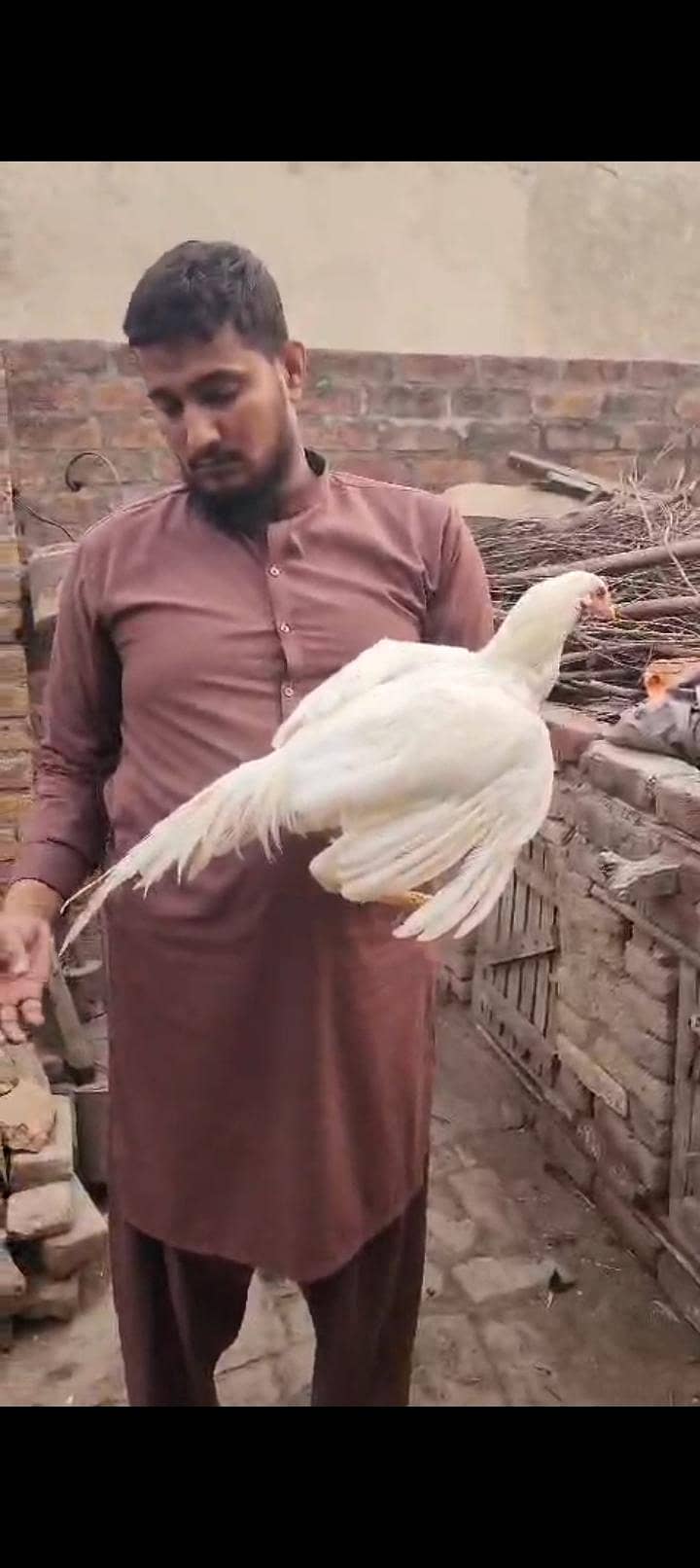 ماشاءاللہ 3 ہائی کوالٹی پٹھے 110 فیصد گارنٹی 5