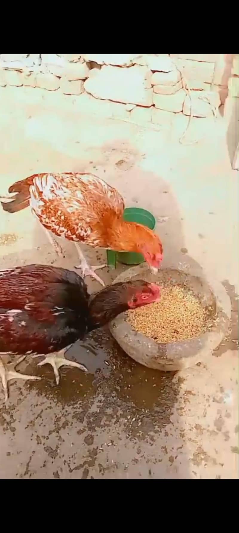 ماشاءاللہ 3 ہائی کوالٹی پٹھے 110 فیصد گارنٹی 6