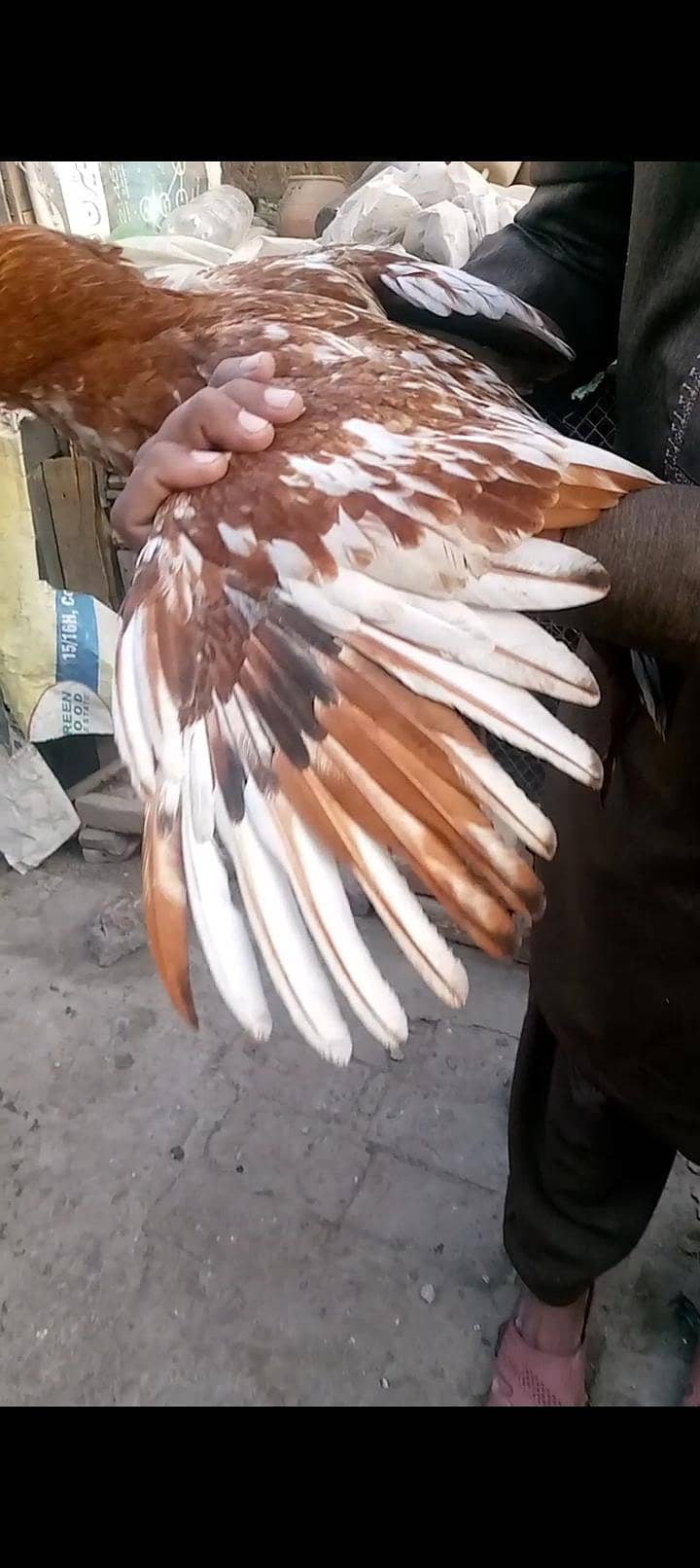 ماشاءاللہ 3 ہائی کوالٹی پٹھے 110 فیصد گارنٹی 7