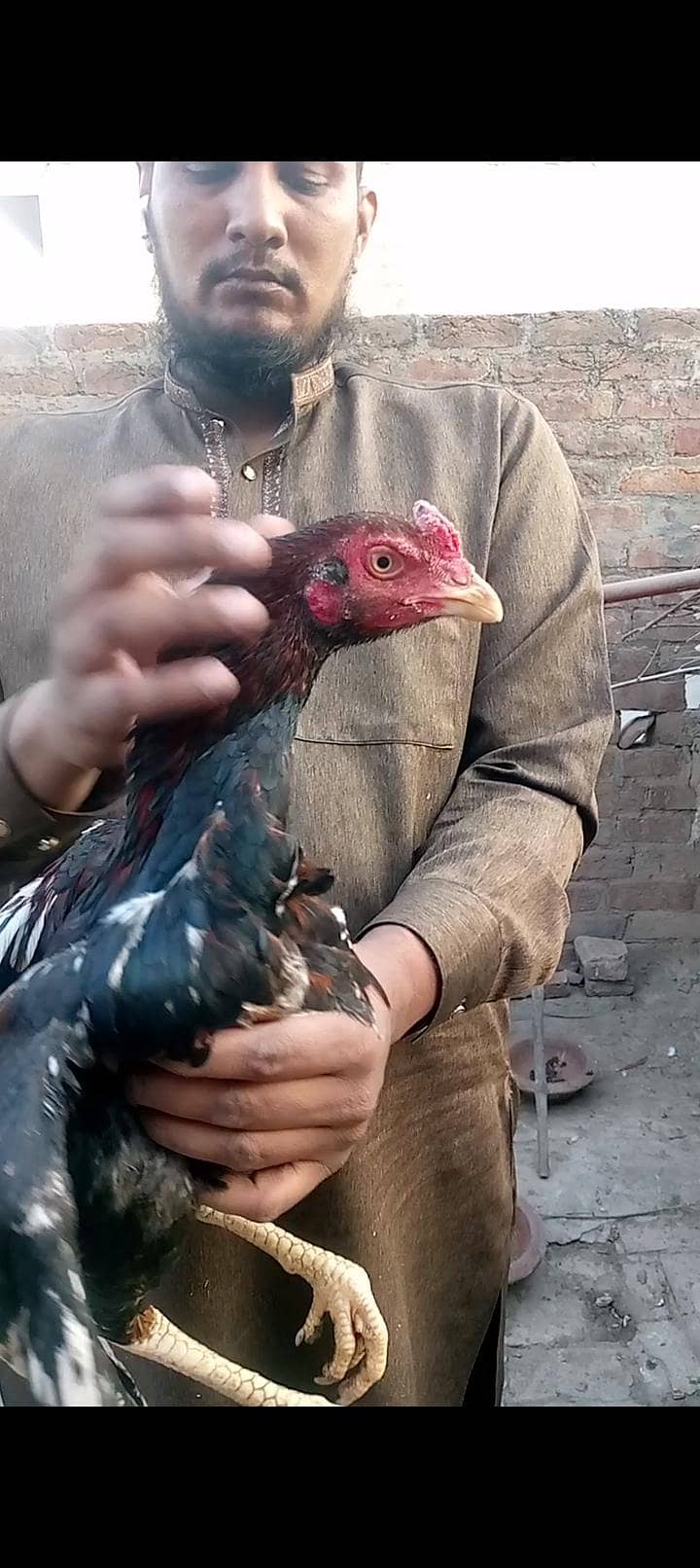 ماشاءاللہ 3 ہائی کوالٹی پٹھے 110 فیصد گارنٹی 8