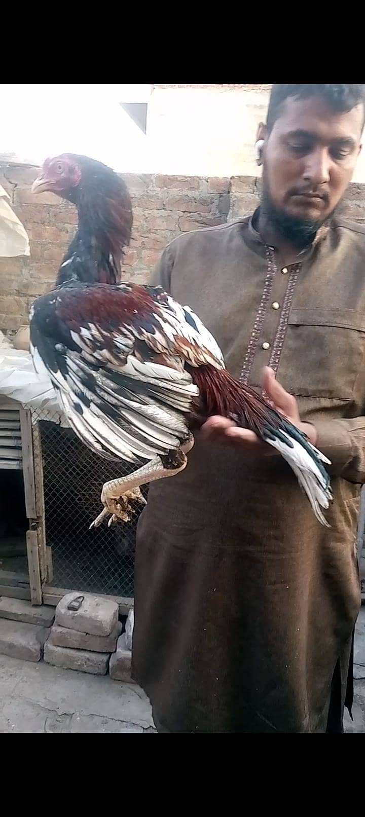 ماشاءاللہ 3 ہائی کوالٹی پٹھے 110 فیصد گارنٹی 9