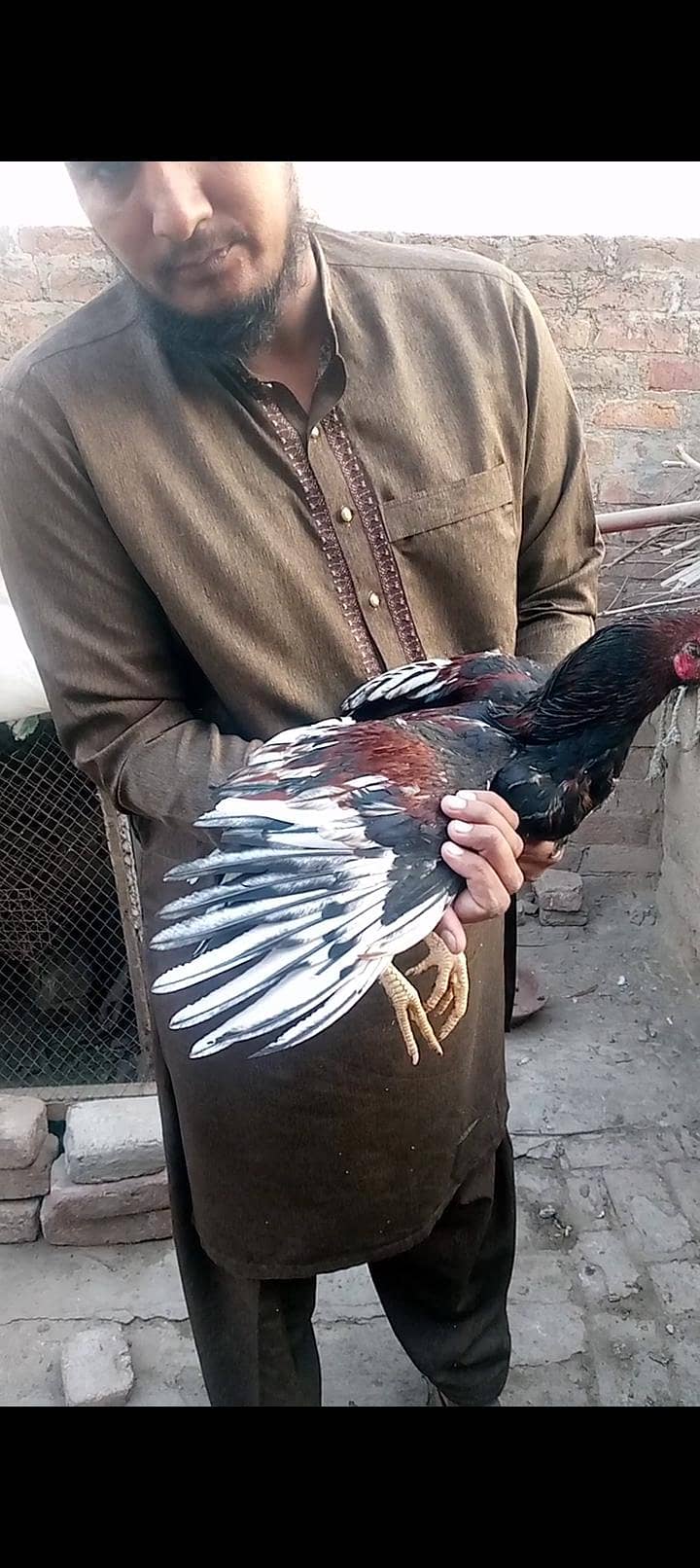 ماشاءاللہ 3 ہائی کوالٹی پٹھے 110 فیصد گارنٹی 10