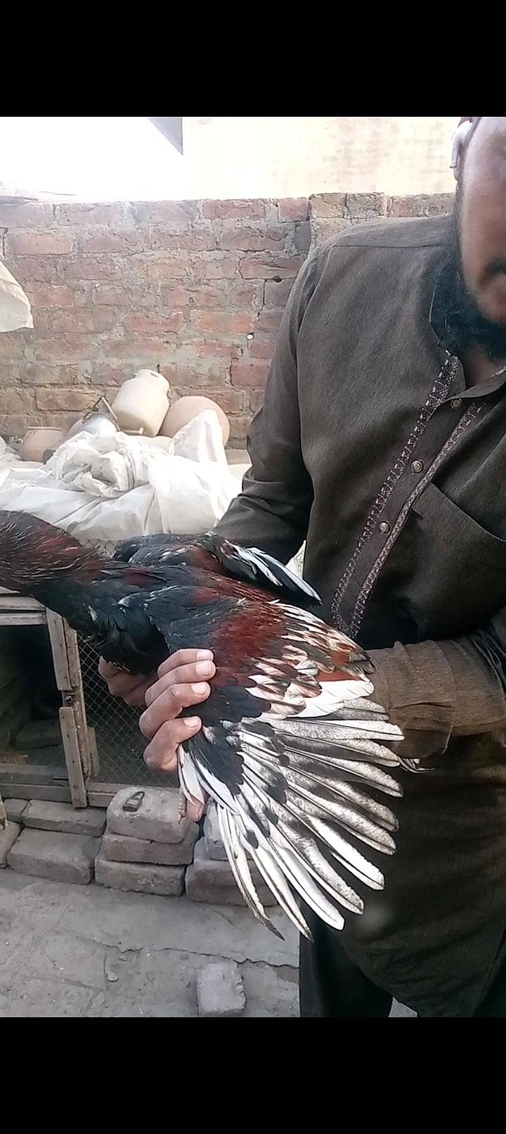 ماشاءاللہ 3 ہائی کوالٹی پٹھے 110 فیصد گارنٹی 11