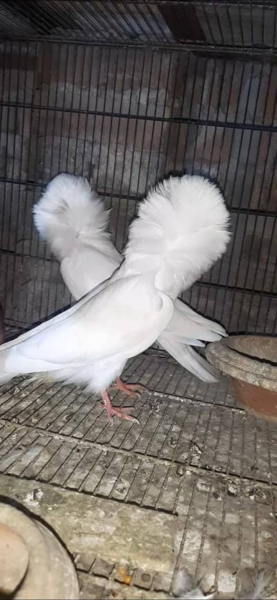 jacobin white Chicks