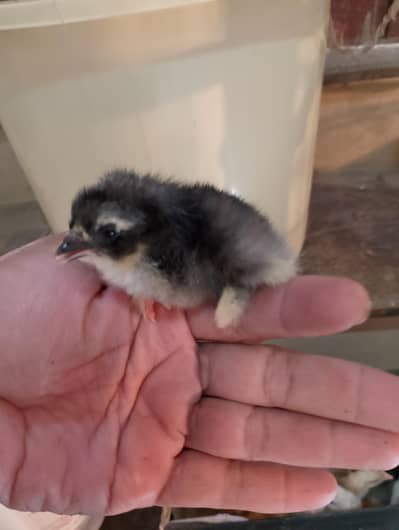silkie , Golden and black heavy Fancy chicks available