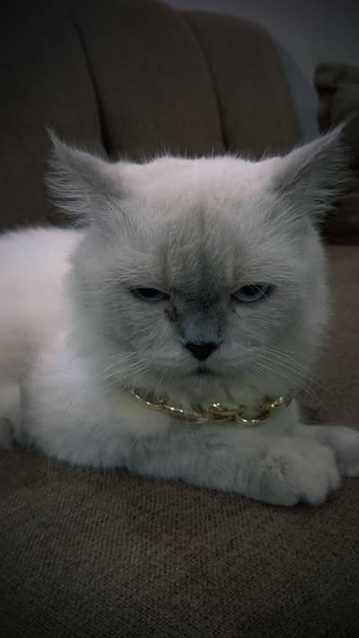 i want sell my European cat.