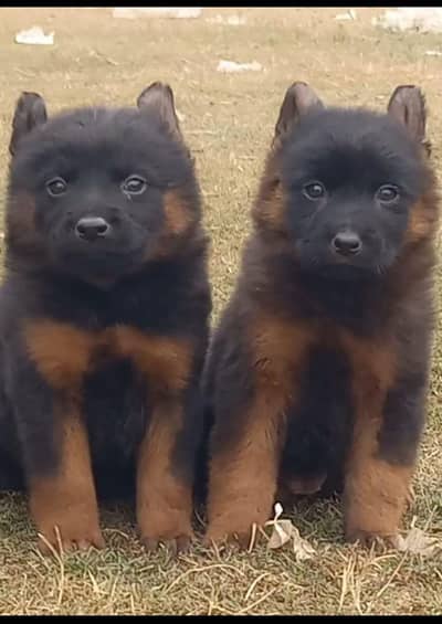 German Shepherd puppies for sale