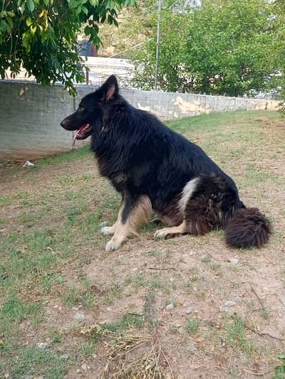 black German shepherd