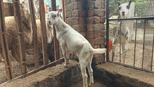 Tedda Male 2 Months Age