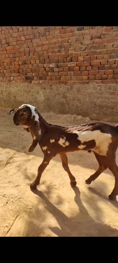 عمدہ بیتل نسل خوبصورت اصلی نسلی بکرا عمر 4 مہینے شوقین لوگوں کے لیے