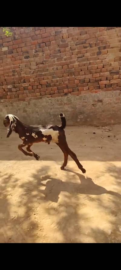 خوبصورت اصلی بیتل نسل کابچہ شوقین حضرات کیلئے