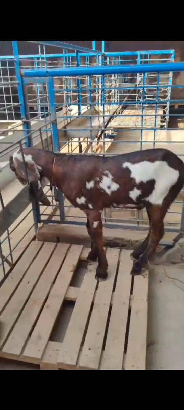 عمدہ بیتل نسل خوبصورت اصلی نسلی بکرا عمر 4 مہینے شوقین لوگوں کے لیے 3