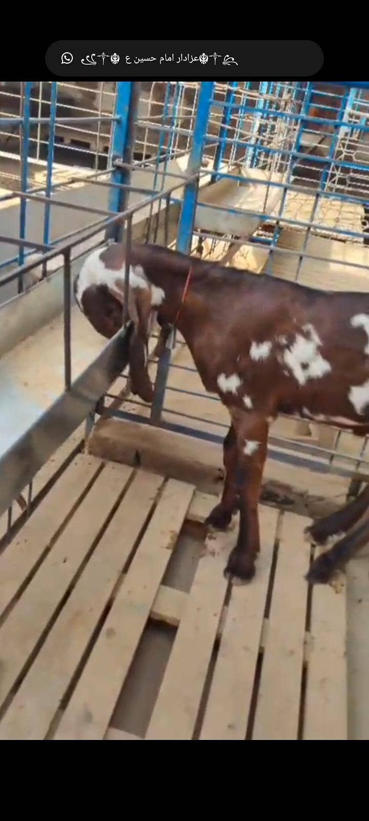 عمدہ بیتل نسل خوبصورت اصلی نسلی بکرا عمر 4 مہینے شوقین لوگوں کے لیے 4