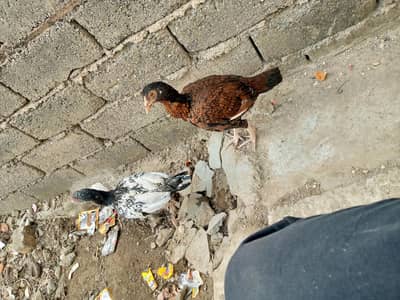 aseel heera for sale